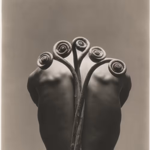 Botany: a photographic retrospective