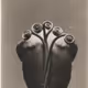 Botany: a photographic retrospective