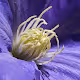 PTSD Recovery