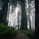 The Ancient Trees - old