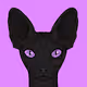 SphynxSai