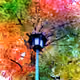 nature and colorful