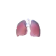 Lungs For Medical School