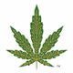 360 Crypto Budz