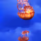 There once was a jellyfish ... by Entangled Others