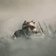 Wild lives