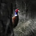 Wild lives