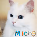 Miong, The Cat Collection 2021