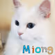 Miong, The Cat Collection 2021