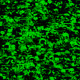 256x256 by 51991