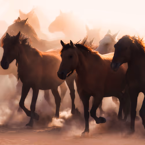 Kayseri Cowboys_Turkey