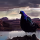 Mafia Pigeons of Las Vegas