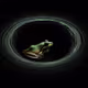 a pool frog in a mysterious black void