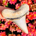 Metalodon Collection