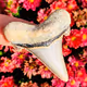 Metalodon Collection