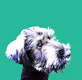 BacoBeard Collection