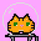 SockStarz - Cat | Kitten Edition