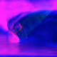 ILQD