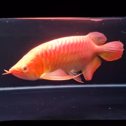 Super Albino Red Arowana / Dragon Fish