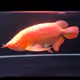 Super Albino Red Arowana / Dragon Fish
