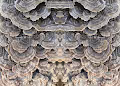 Fungal Meditations By Osso Lovo