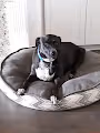 My Dog Daisy