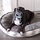My Dog Daisy
