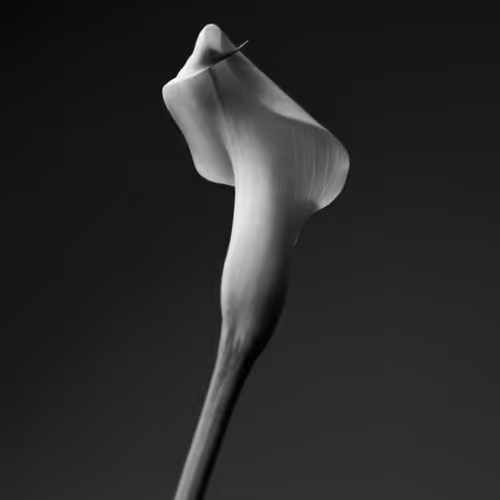 Still Life Collection x Laurent Castellani