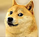 | am a cool dog