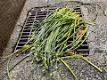Chinese-Chives174