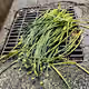 Chinese-Chives174