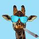 The Stoned Giraffes