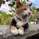 Cheerio The Cat