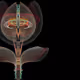 Nocturnal Sprites