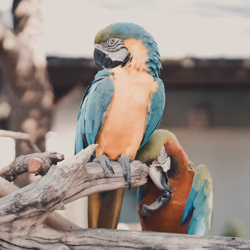 Animal Tones