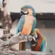 Animal Tones