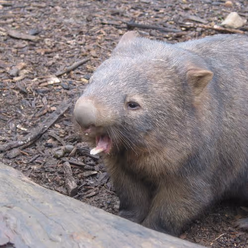 ScreamingWombat