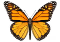 Butterflies in Skies