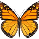 Butterflies in Skies