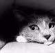 Sin City Kitty