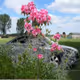 Car with Nature