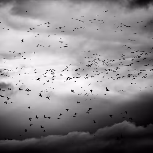 TapirOne Flock Together Edition