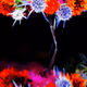 braincellsinapetridish