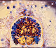 Explorations of mind