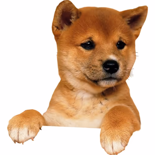dog5