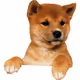 dog5