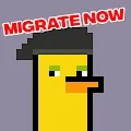 Crypto Duckies