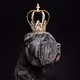 Royal Dogs by Butch McCartney