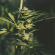 flower power, something's blooming
