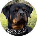 Rottweiler NFT's